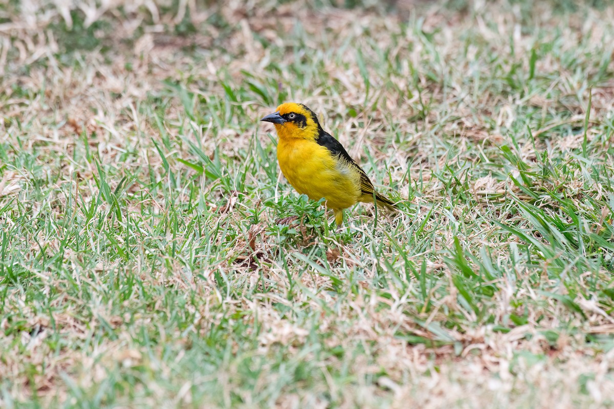 Baglafecht Weaver - ML616615061