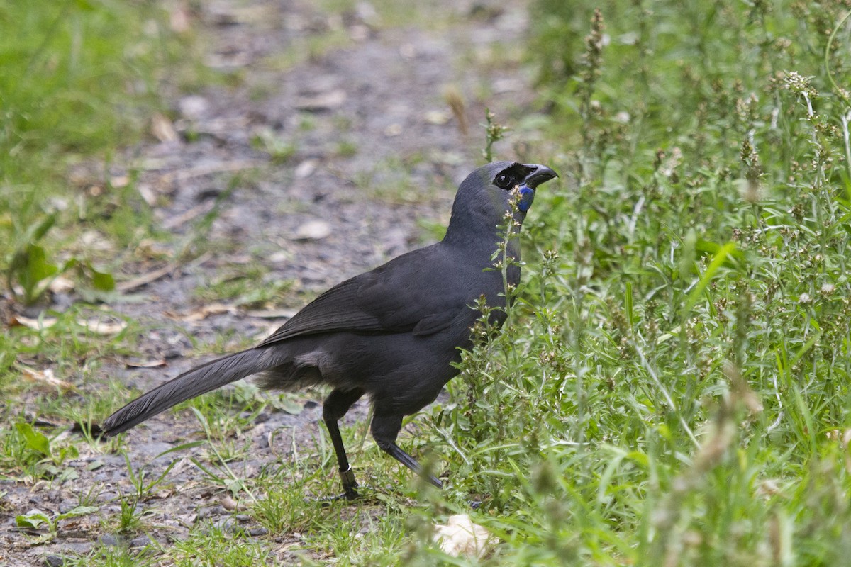 Kokako de Isla Norte - ML616615062