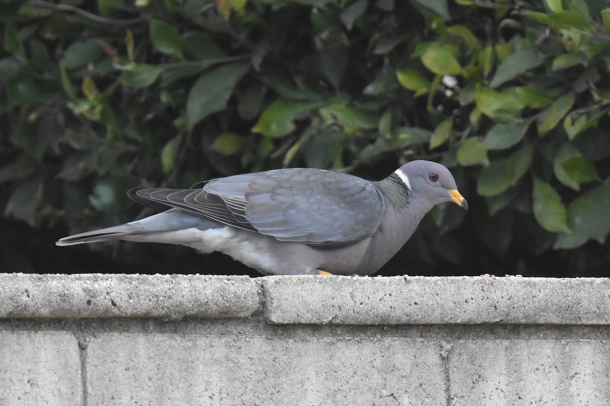 Band-tailed Pigeon - Naresh Satyan