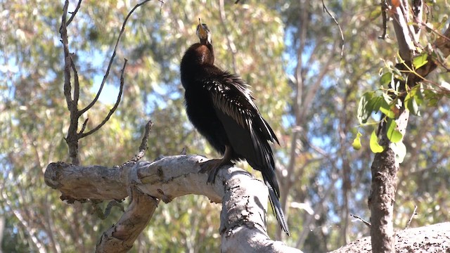 Austral-Schlangenhalsvogel - ML616615100