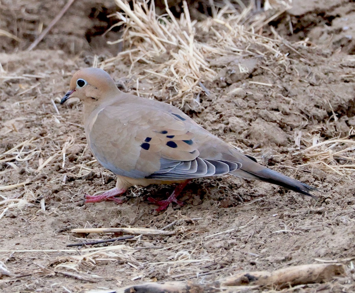 Mourning Dove - ML616615149