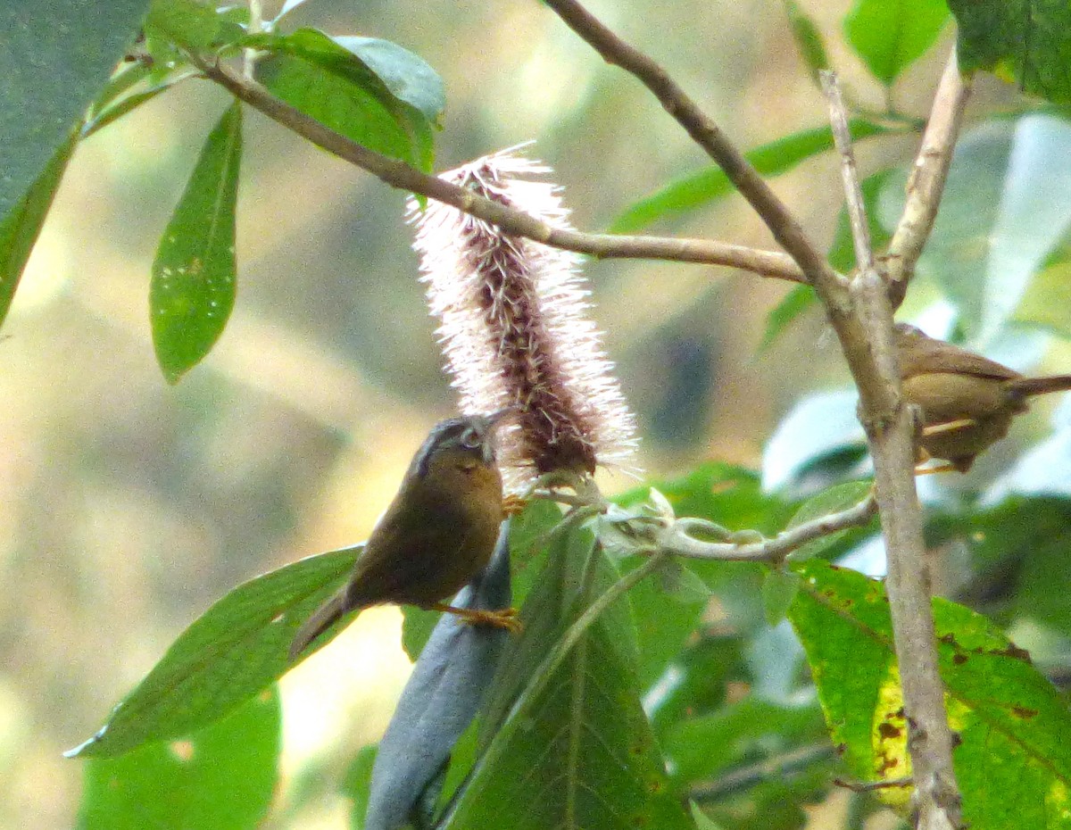 Gray-throated Babbler - ML616615155