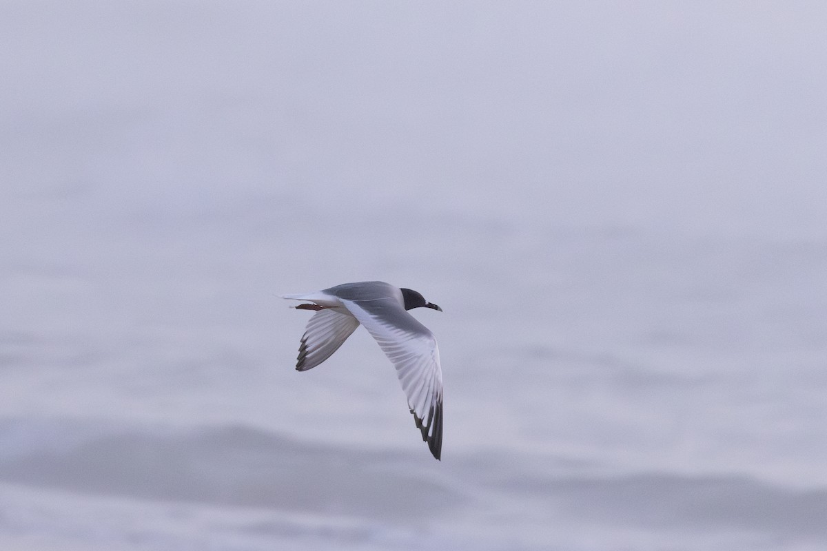 Swallow-tailed Gull - Vinayak Hebbagil