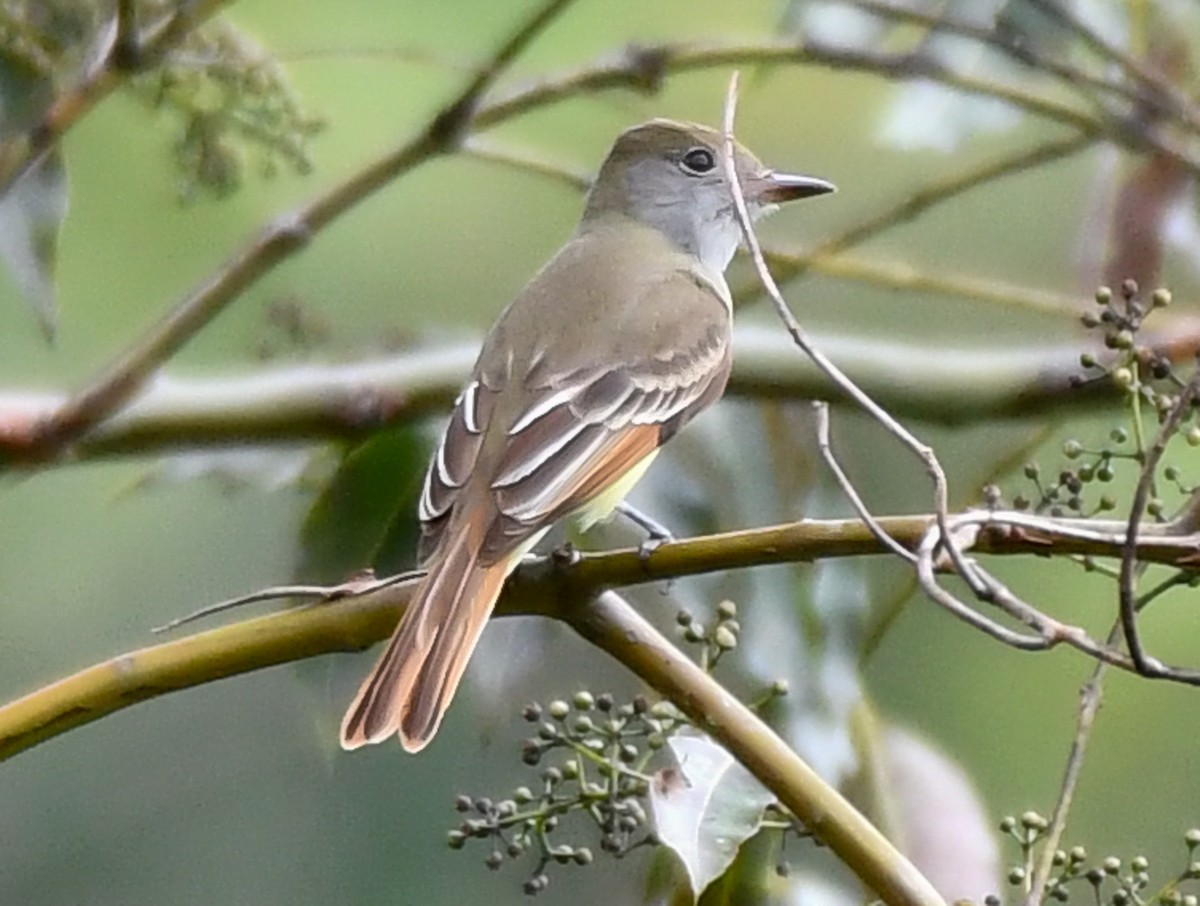 Great Crested Flycatcher - Andres Paniagua