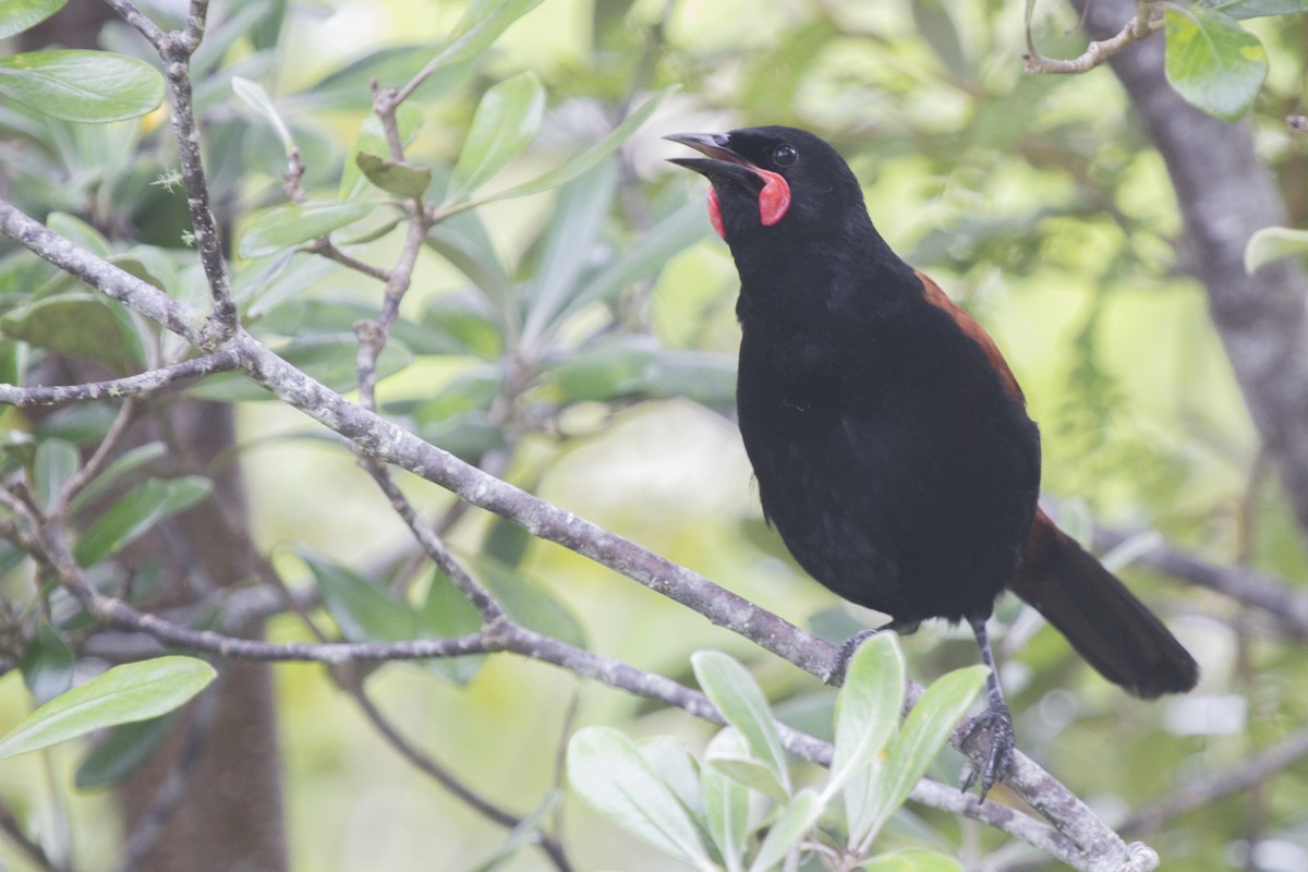 North Island Saddleback - ML616615266