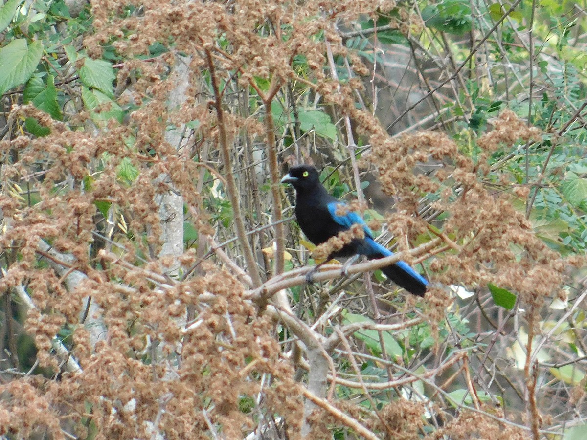 Bushy-crested Jay - ML616615290