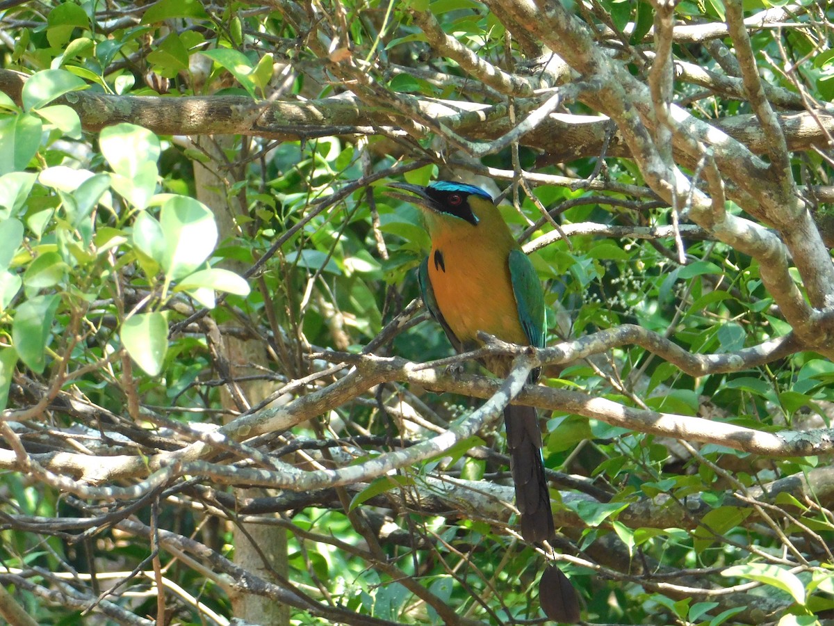 Lesson's Motmot - Fernan Parrales