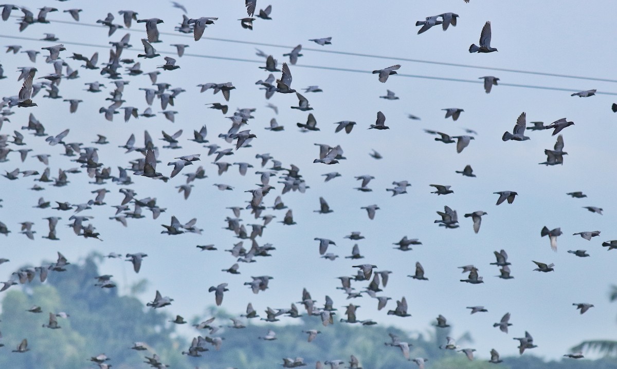 Rock Pigeon (Feral Pigeon) - Afsar Nayakkan