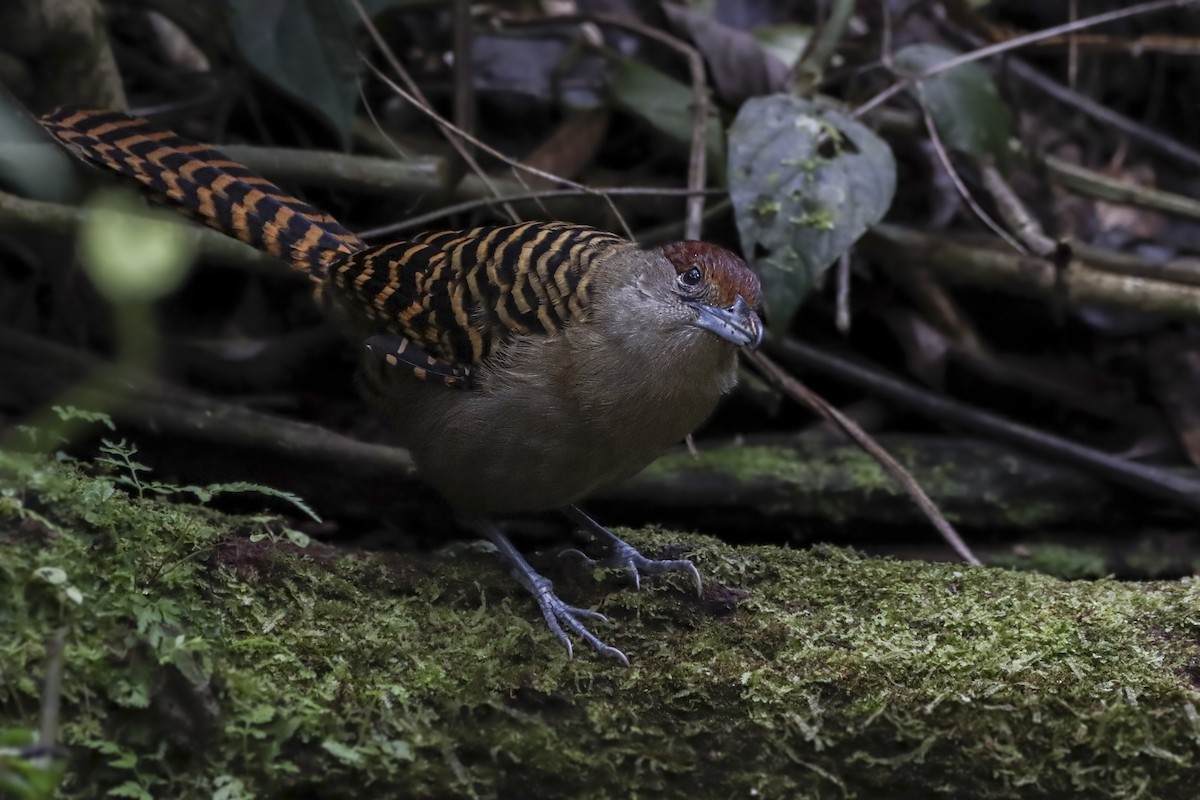 Giant Antshrike - ML616615333