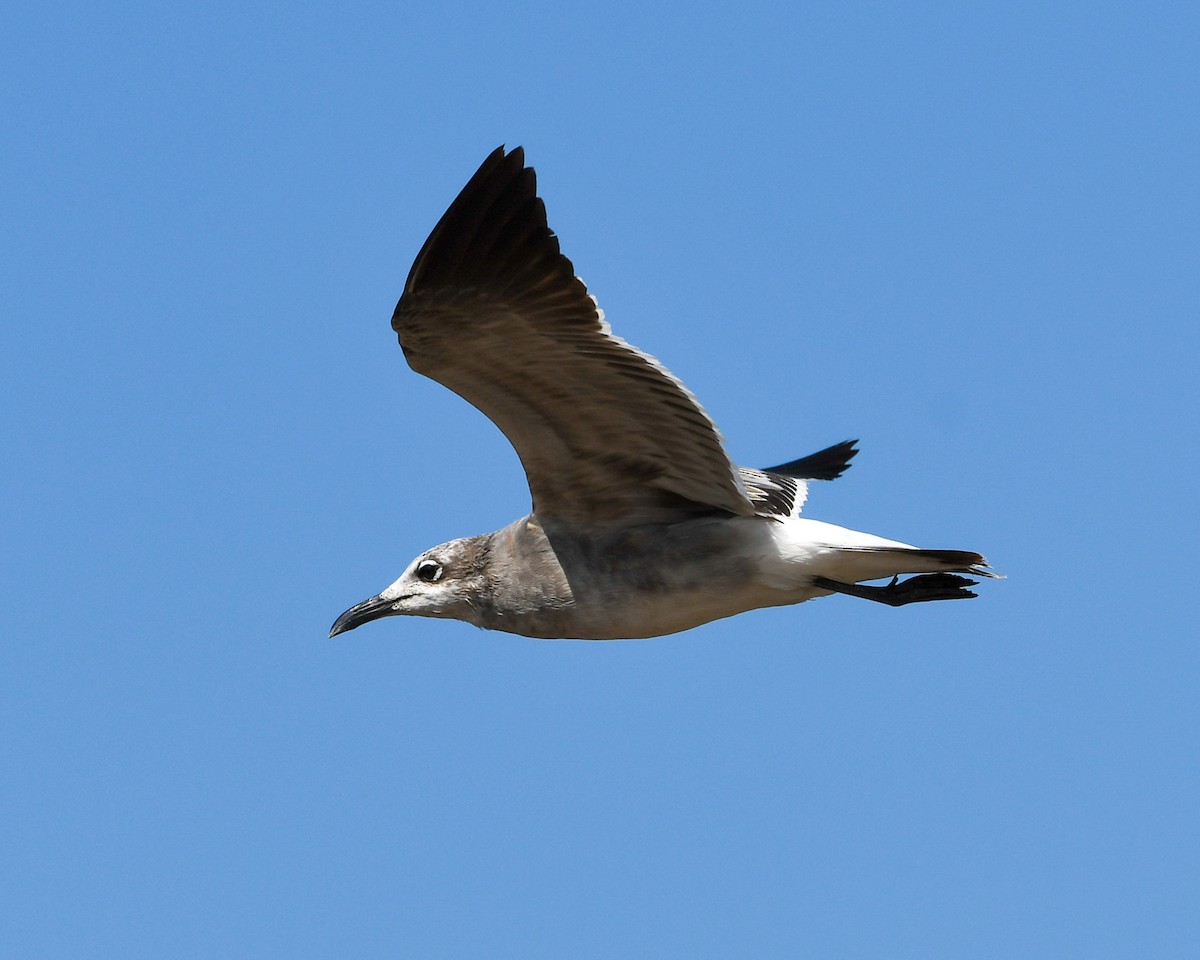Laughing Gull - Andres Paniagua