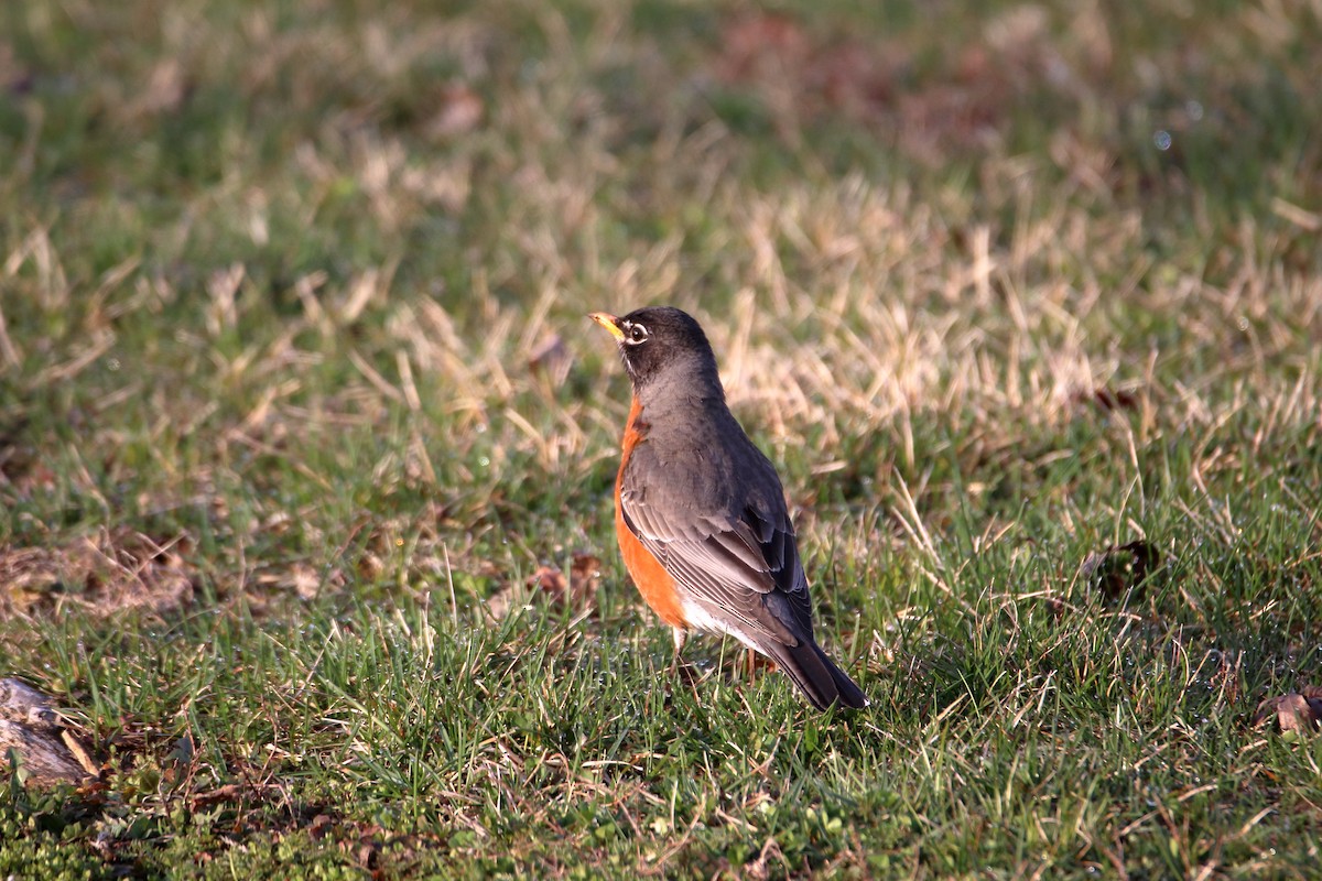 American Robin - ML616615465