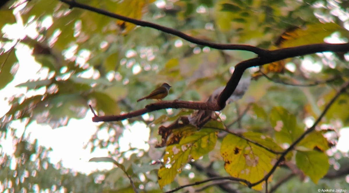 Gray-headed Canary-Flycatcher - ML616615472