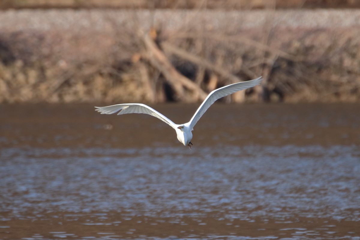 Great Egret - ML616615473