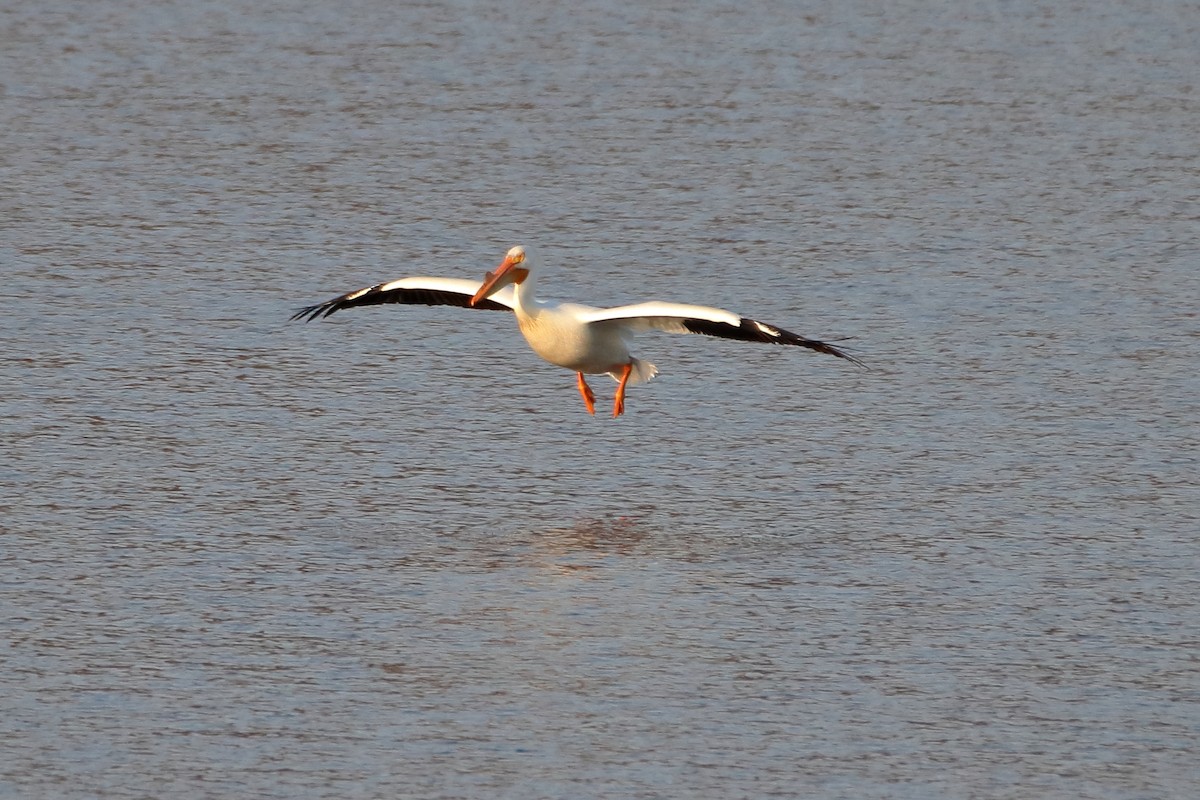 American White Pelican - ML616615479