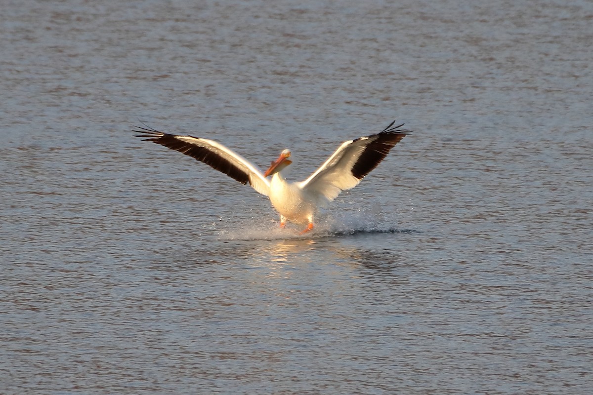 pelikán severoamerický - ML616615480
