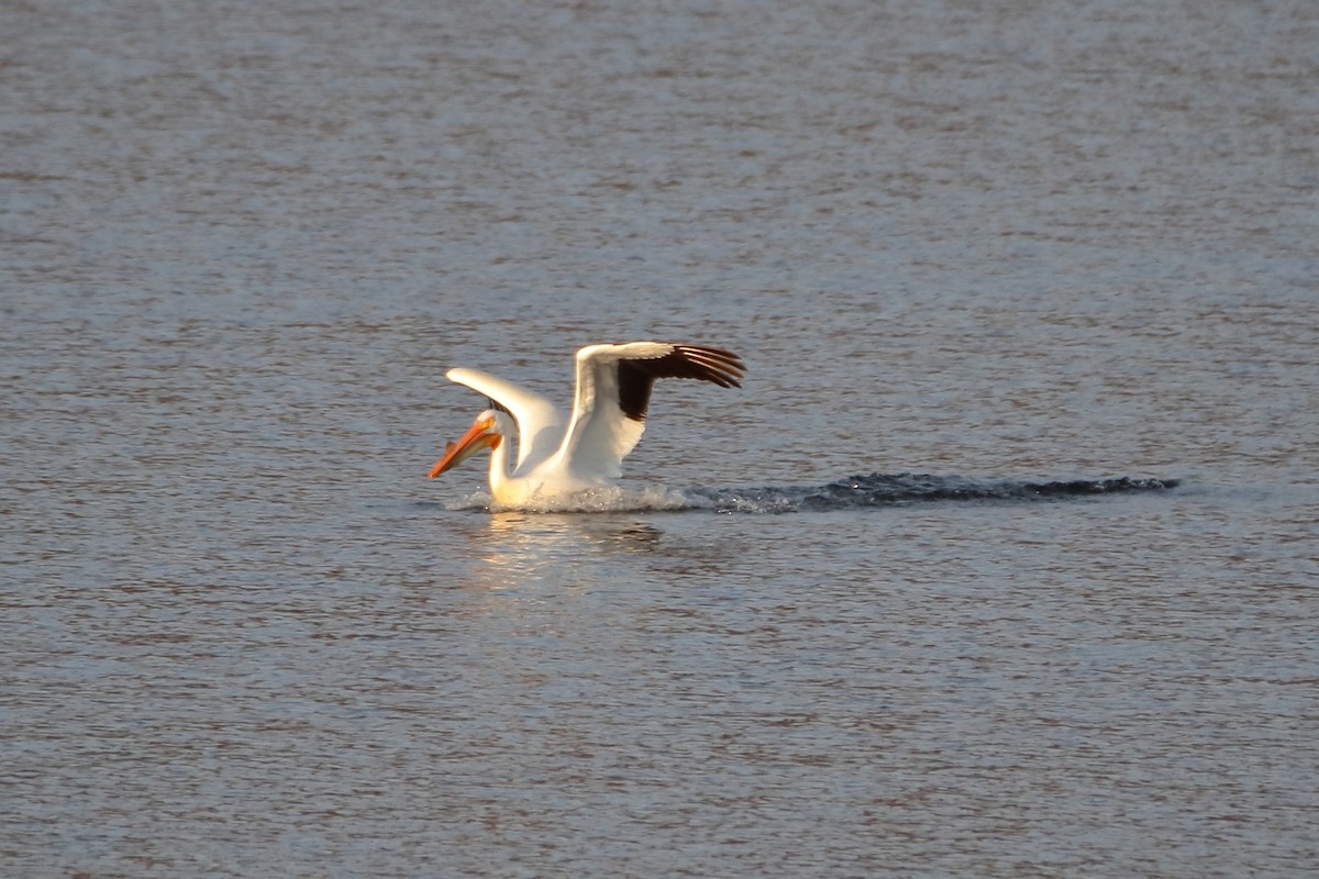 American White Pelican - ML616615482