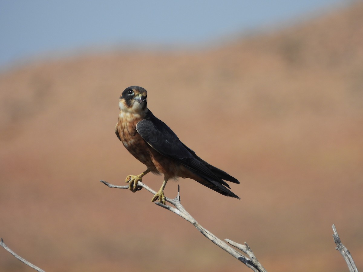 Alcotán Australiano - ML616615490