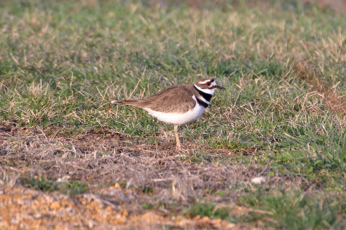 Killdeer - ML616615499