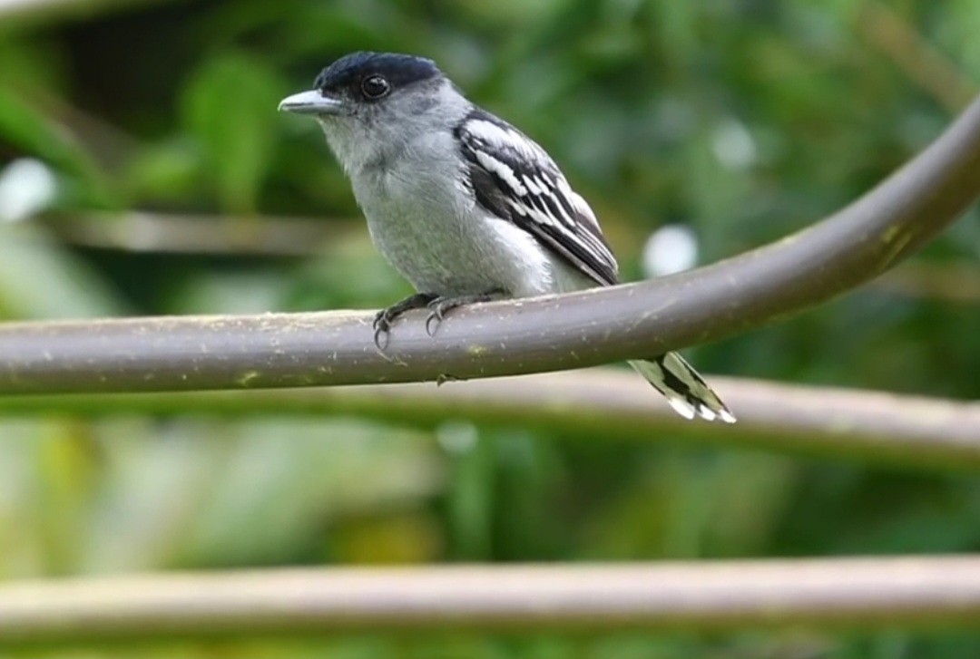 White-winged Becard - Andres Paniagua