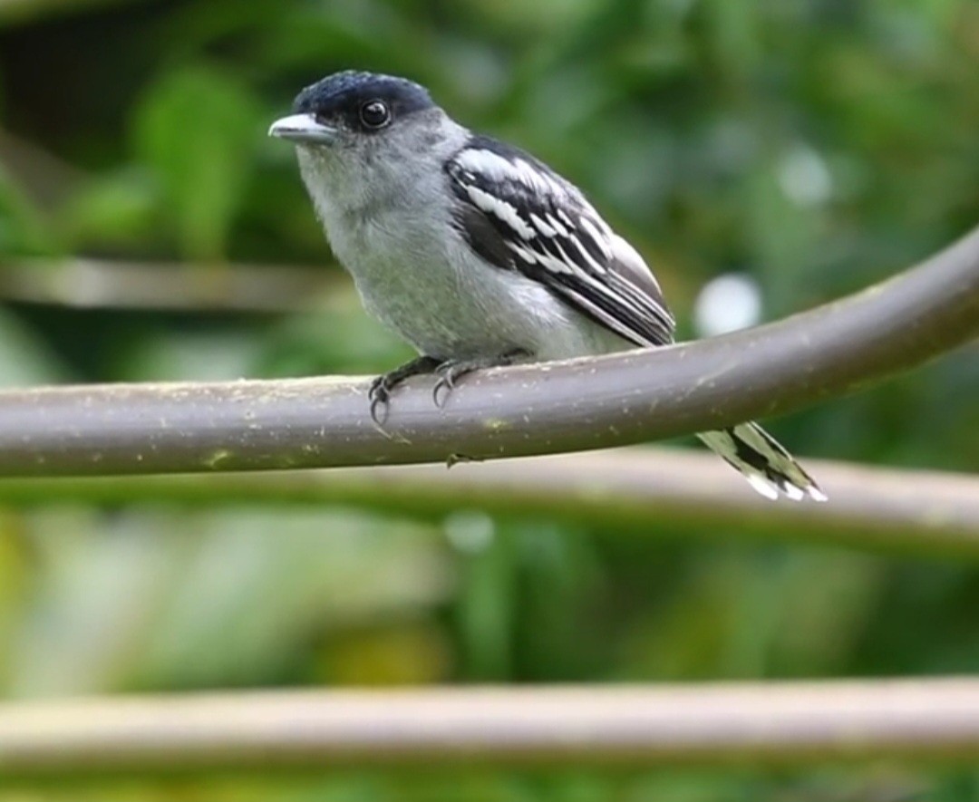 White-winged Becard - Andres Paniagua