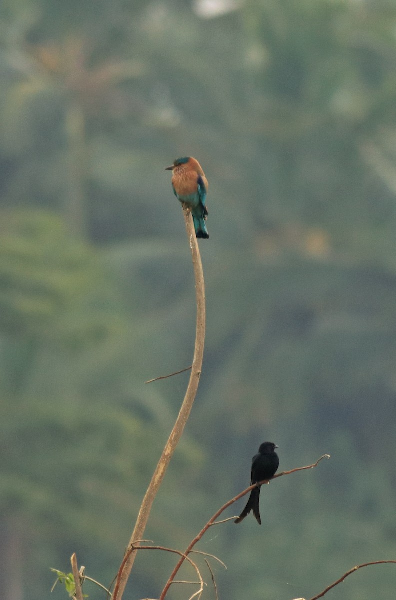 Indian Roller - ML616615603