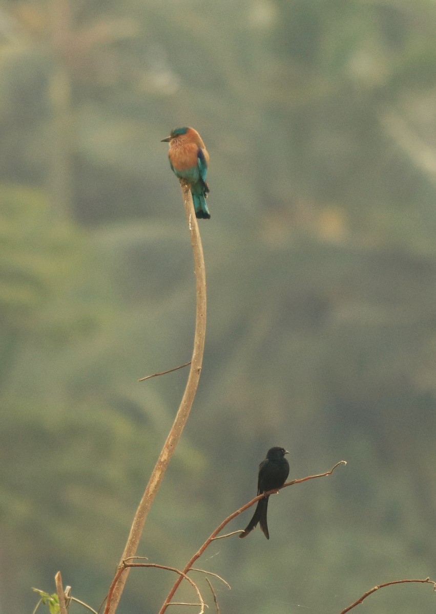 Indian Roller - ML616615604