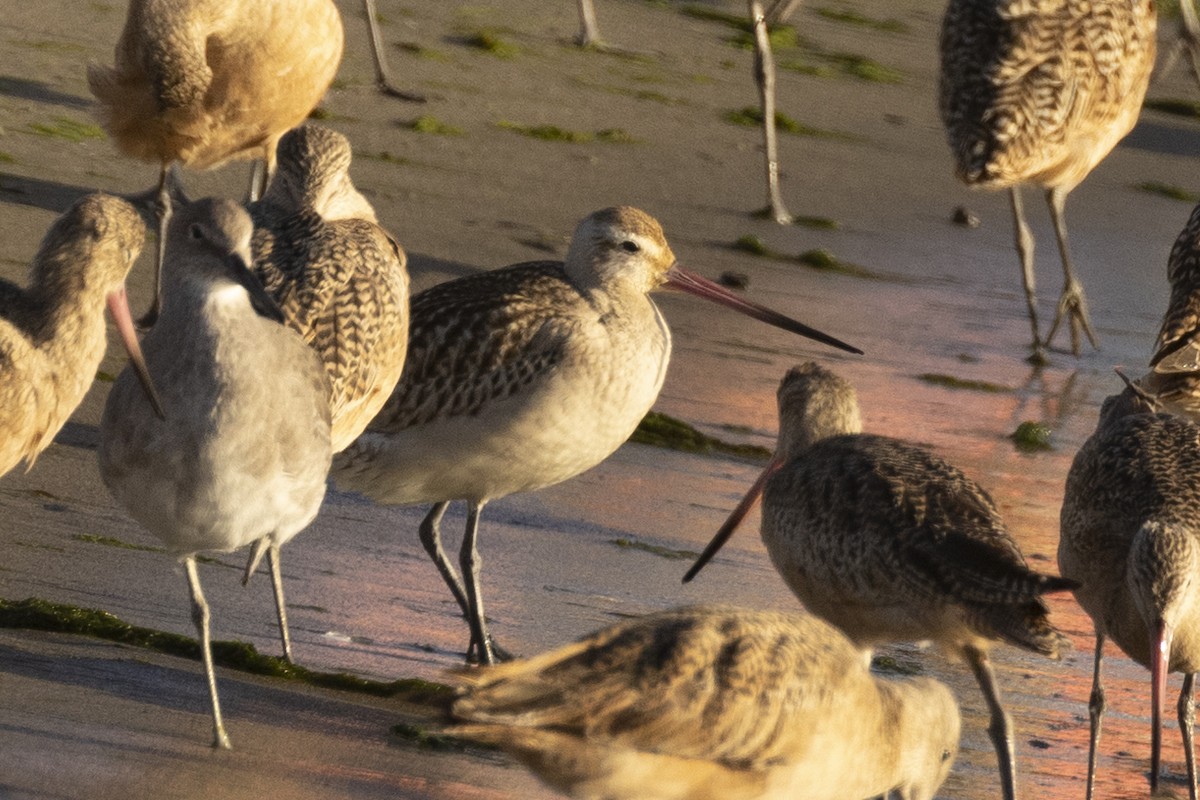 Bar-tailed Godwit - ML616615610