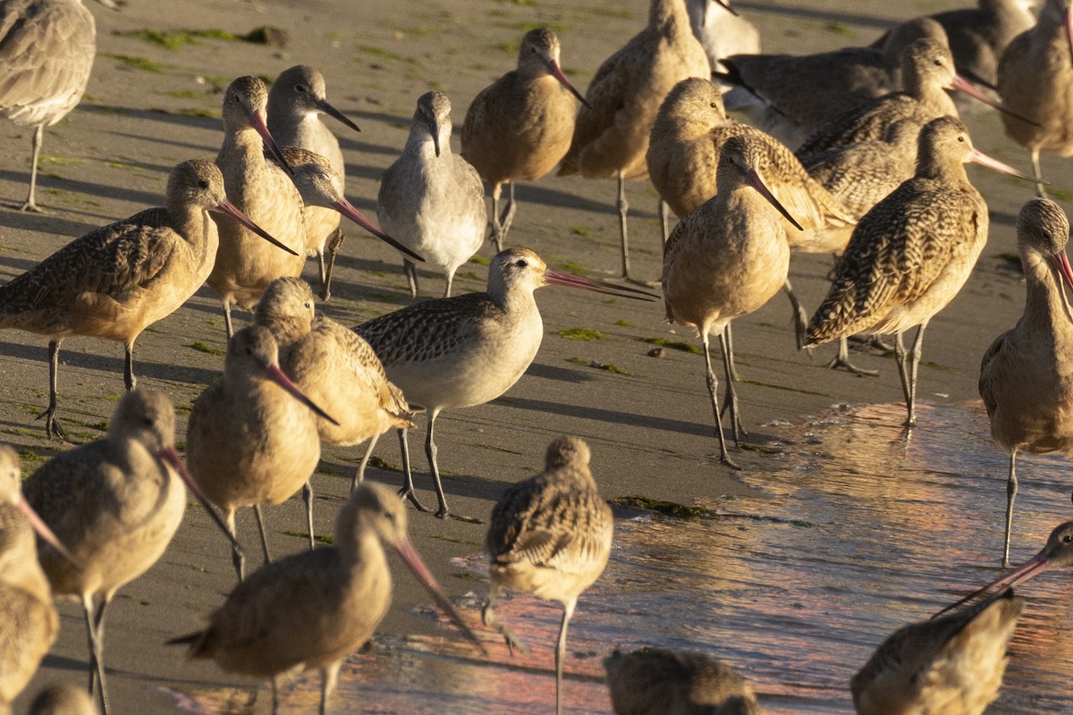 Bar-tailed Godwit - ML616615611