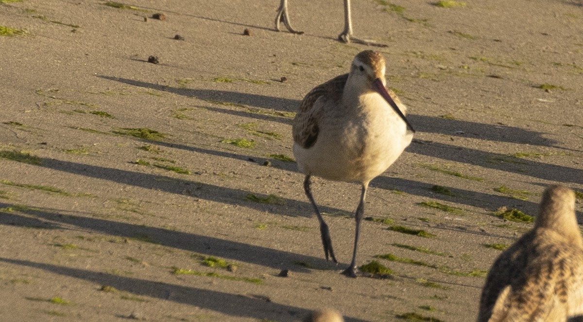 Bar-tailed Godwit - ML616615614