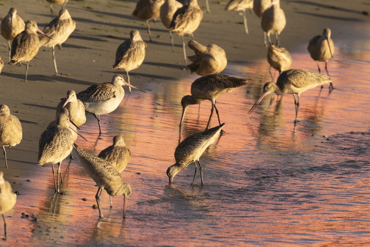 Bar-tailed Godwit - ML616615615