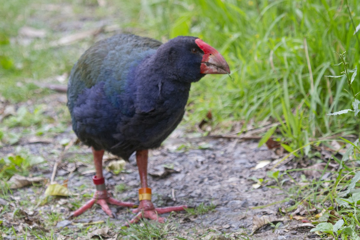 South Island Takahe - David Robichaud