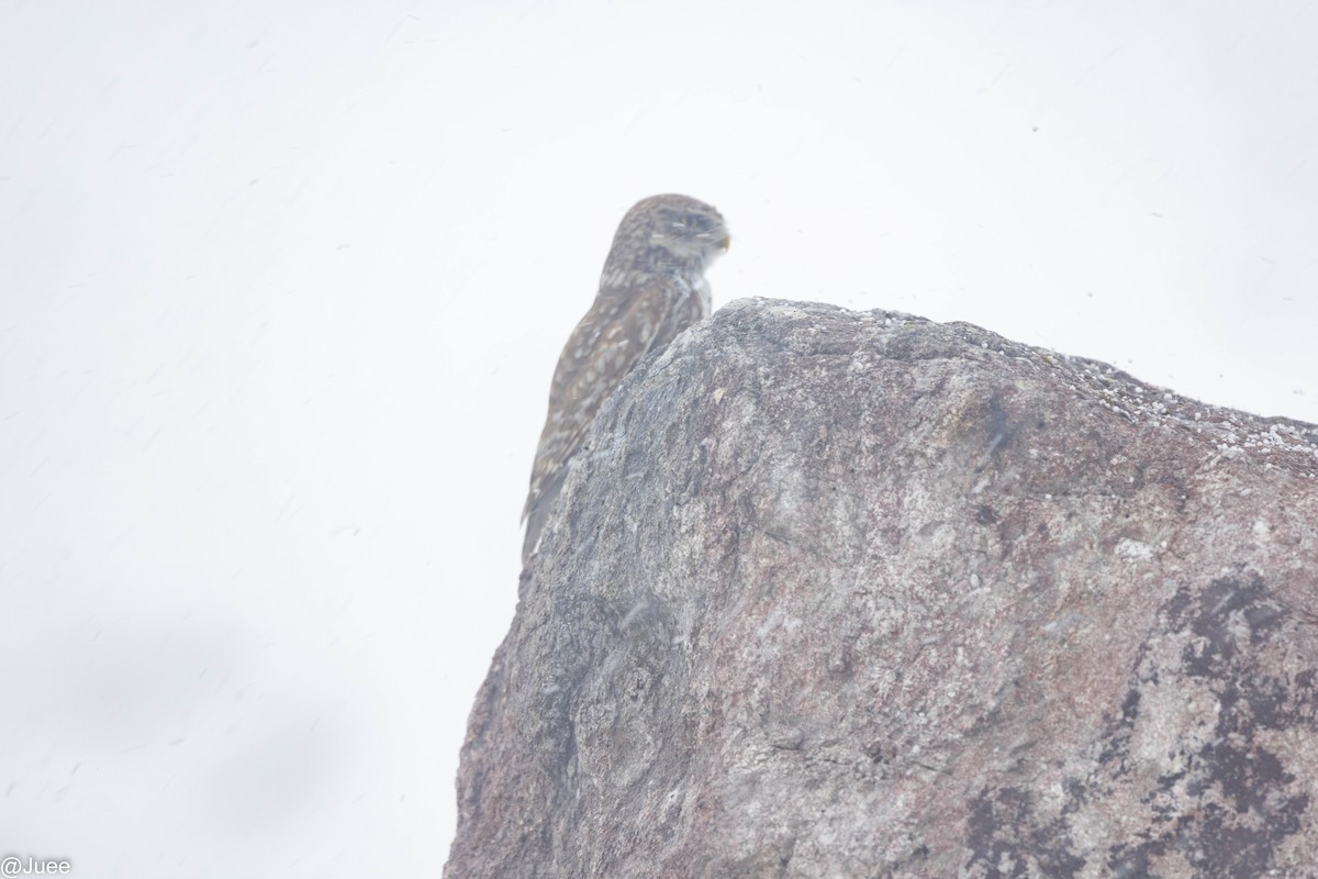 Хотны бүгээхэй - ML616615641