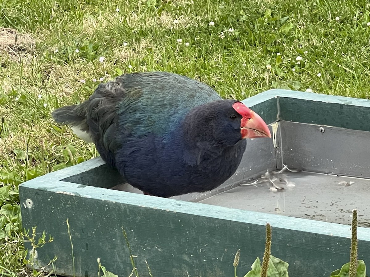 Calamón Takahe - ML616615695