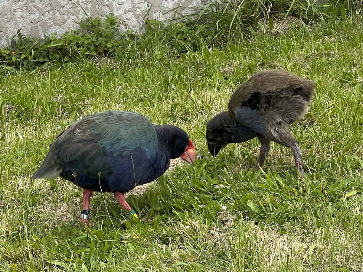 South Island Takahe - ML616615697