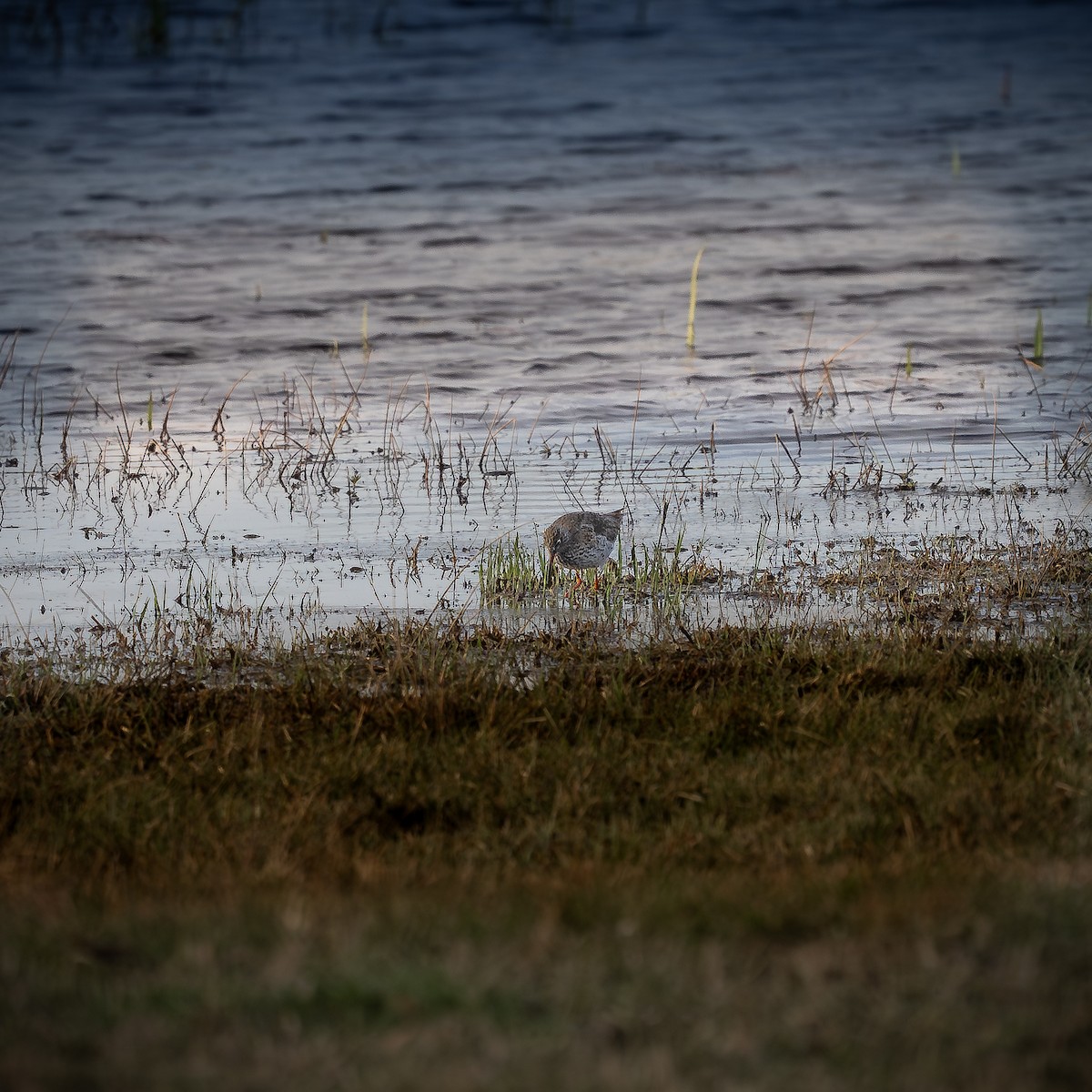 Common Redshank - Krzysztof Nigot