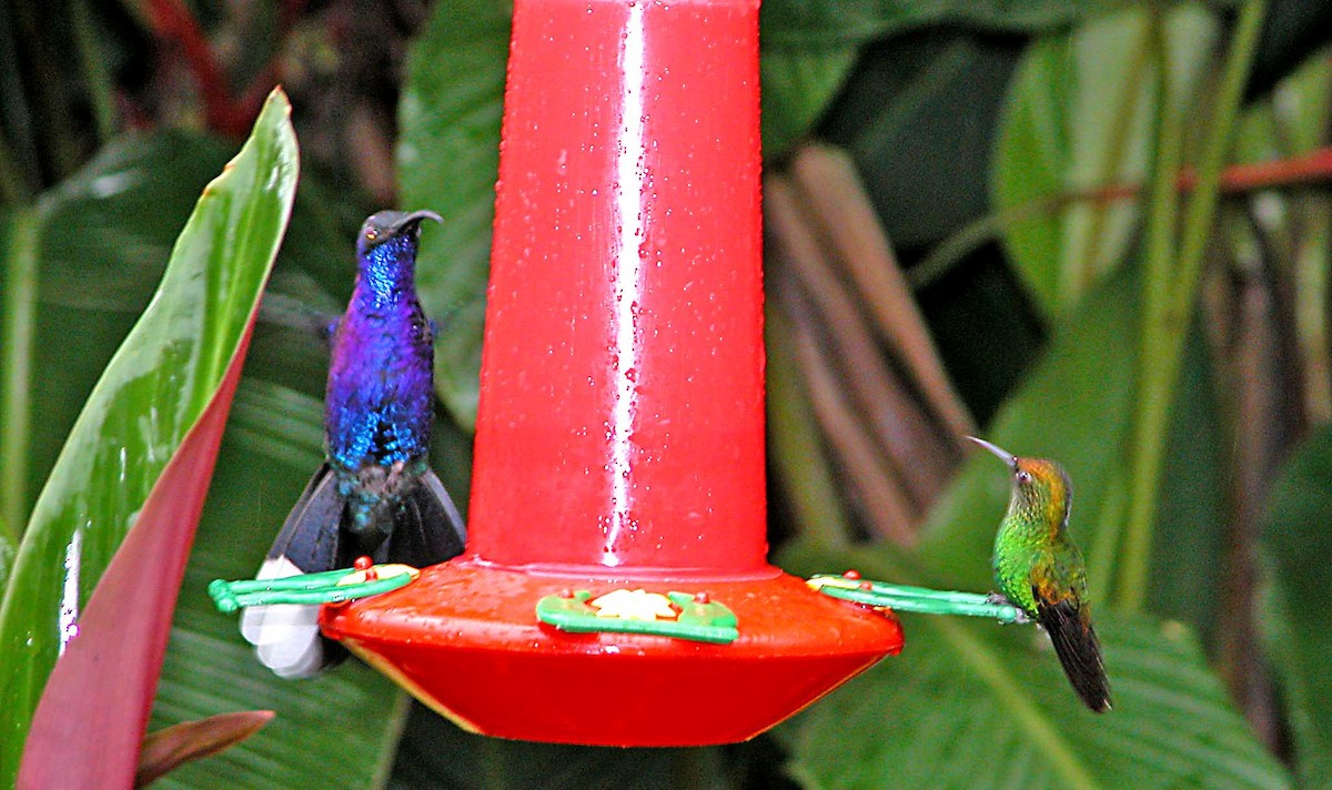 kolibřík měděnohlavý - ML616615714
