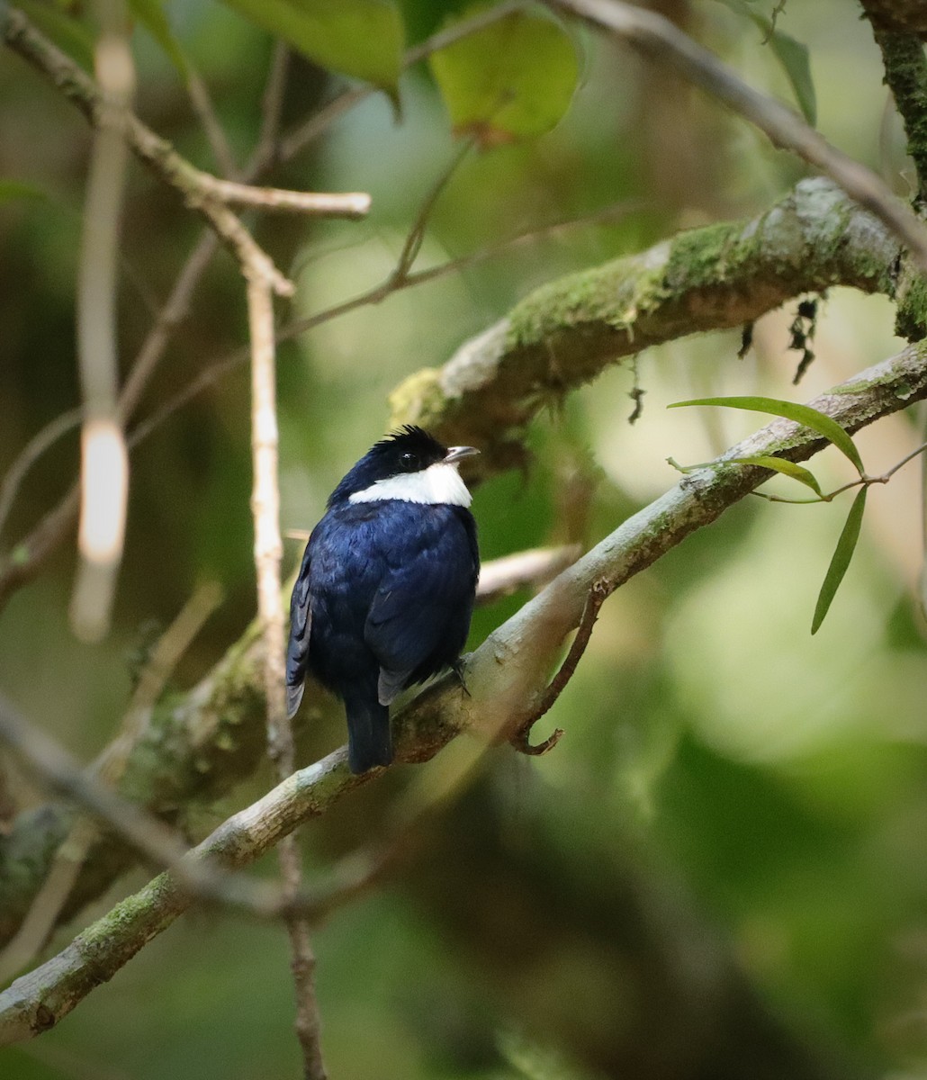 White-ruffed Manakin - ML616615730