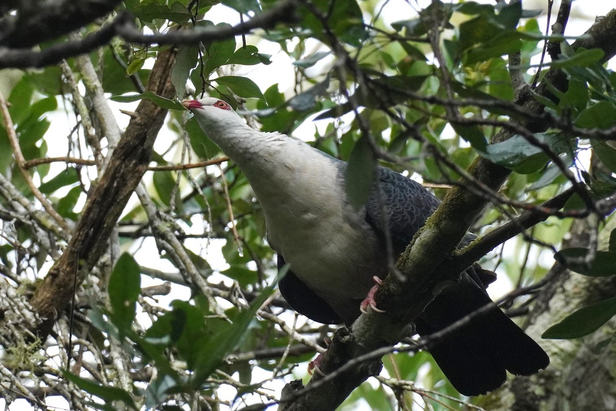 White-headed Pigeon - Ellany Whelan