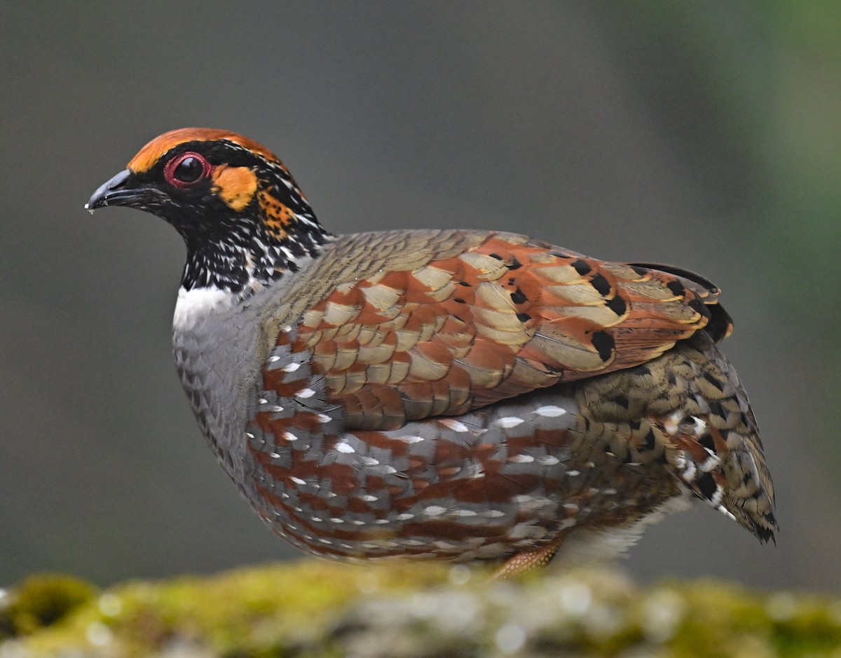 Hill Partridge - Arindam Roy