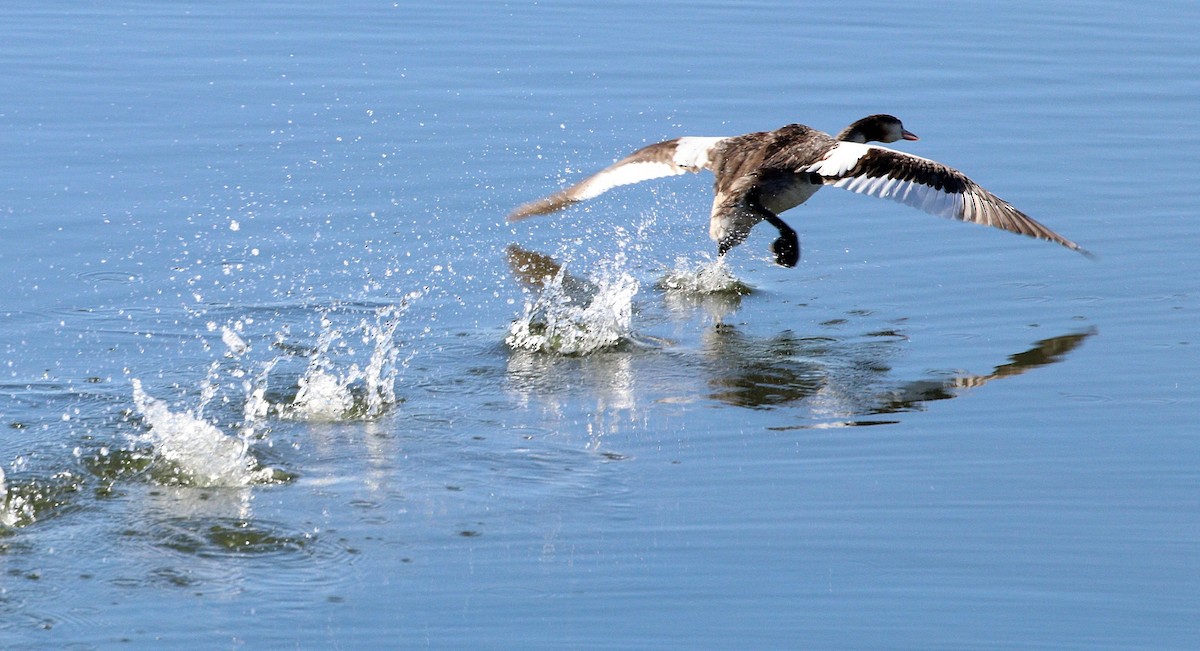 toppdykker - ML616615816