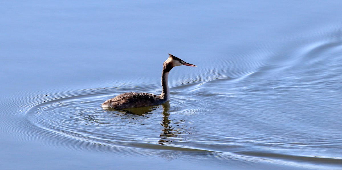 toppdykker - ML616615825