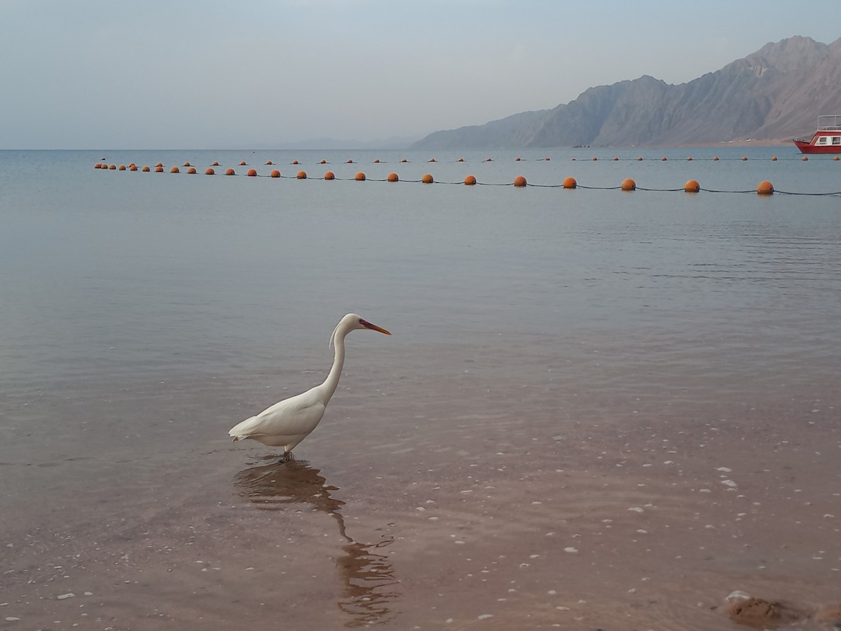 Aigrette à gorge blanche - ML616615831