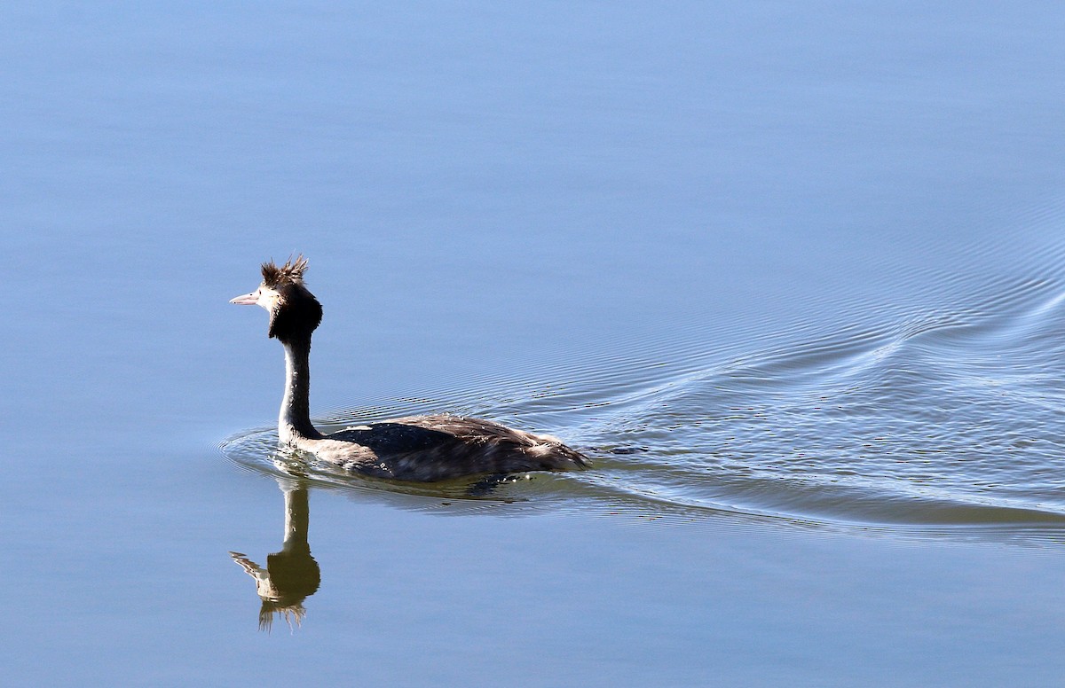 toppdykker - ML616615832