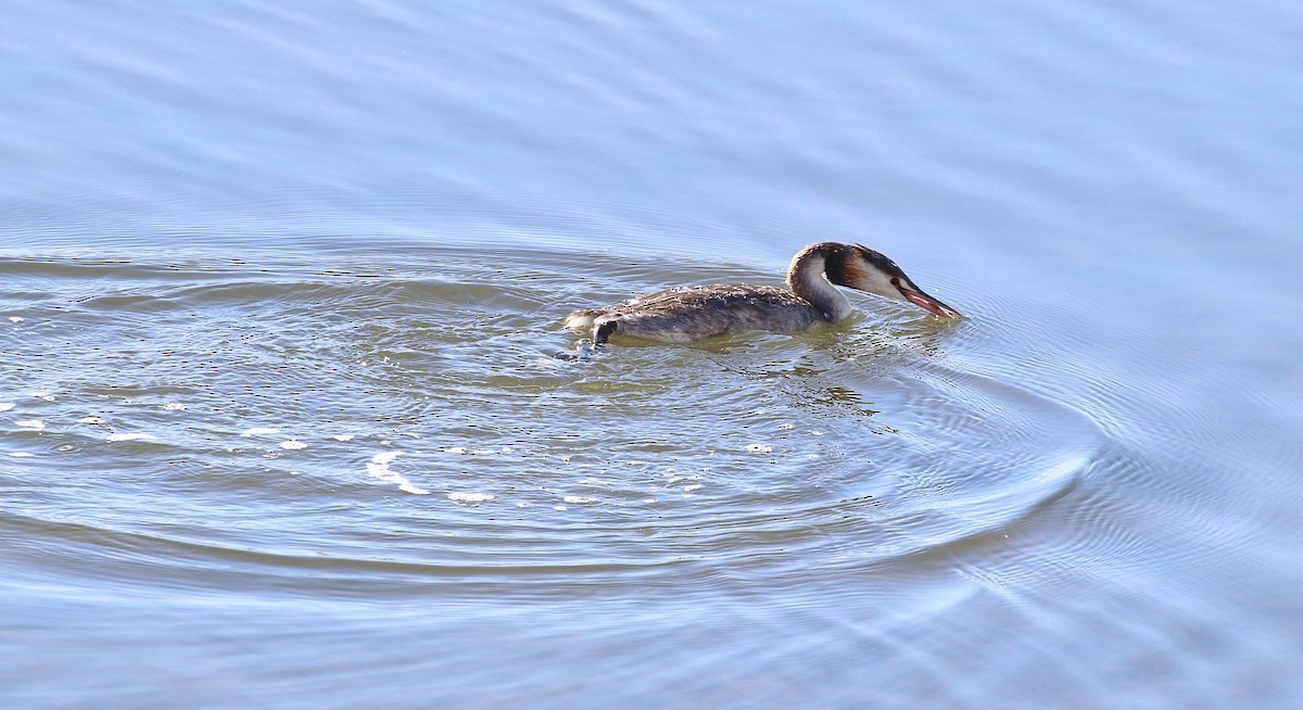 toppdykker - ML616615846