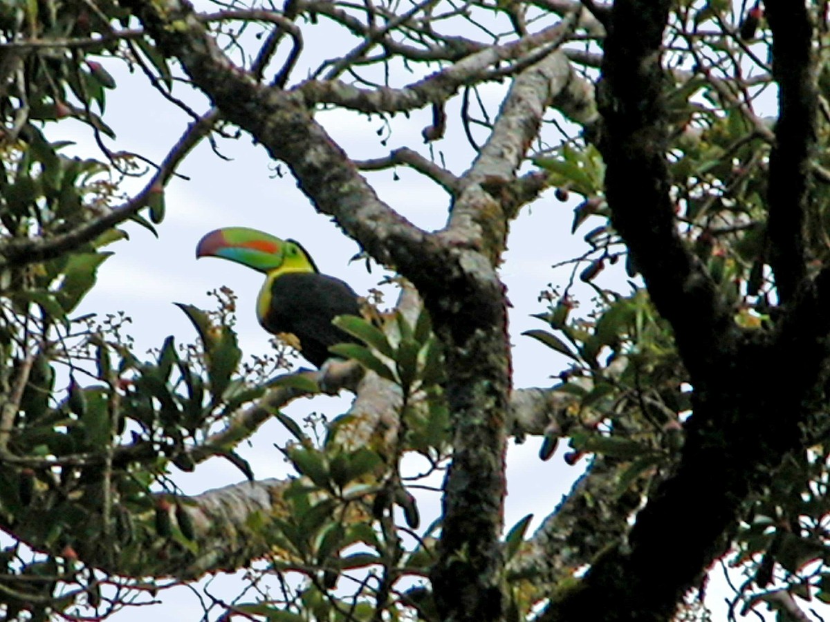 Keel-billed Toucan - Ricardo Santamaria