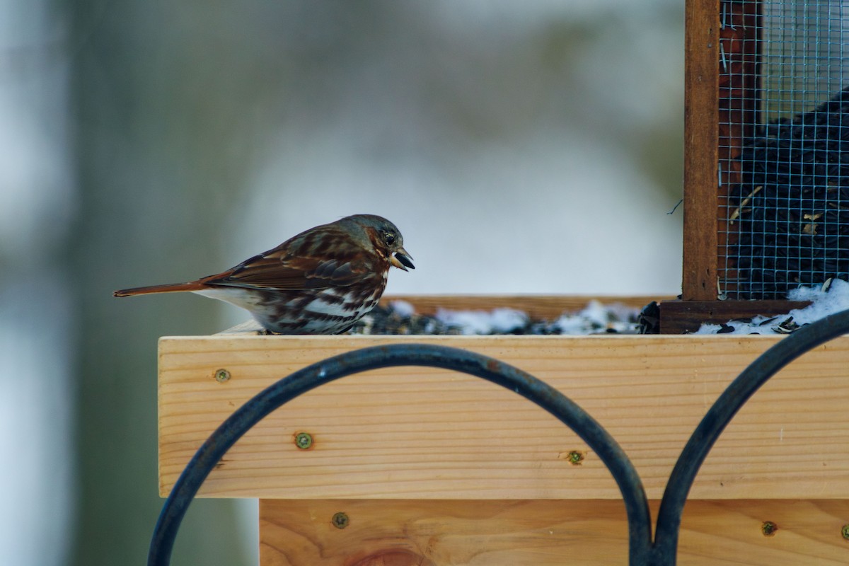 Fox Sparrow (Red) - ML616615869