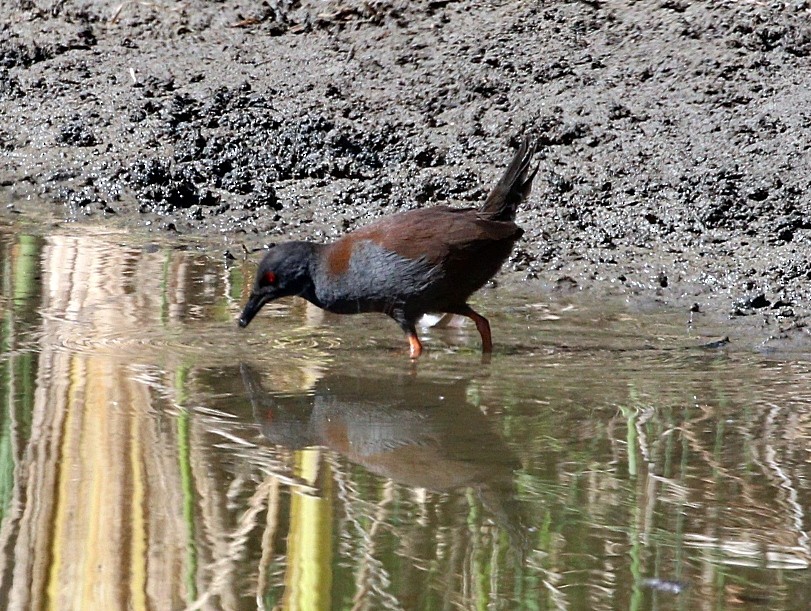 Spotless Crake - ML616615870