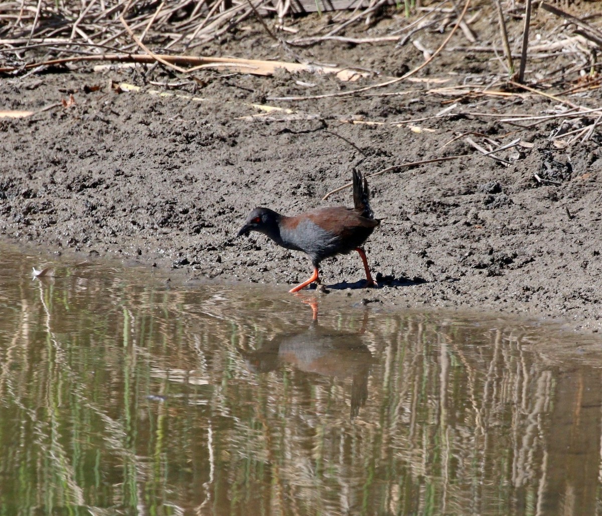 Spotless Crake - Edward Smith