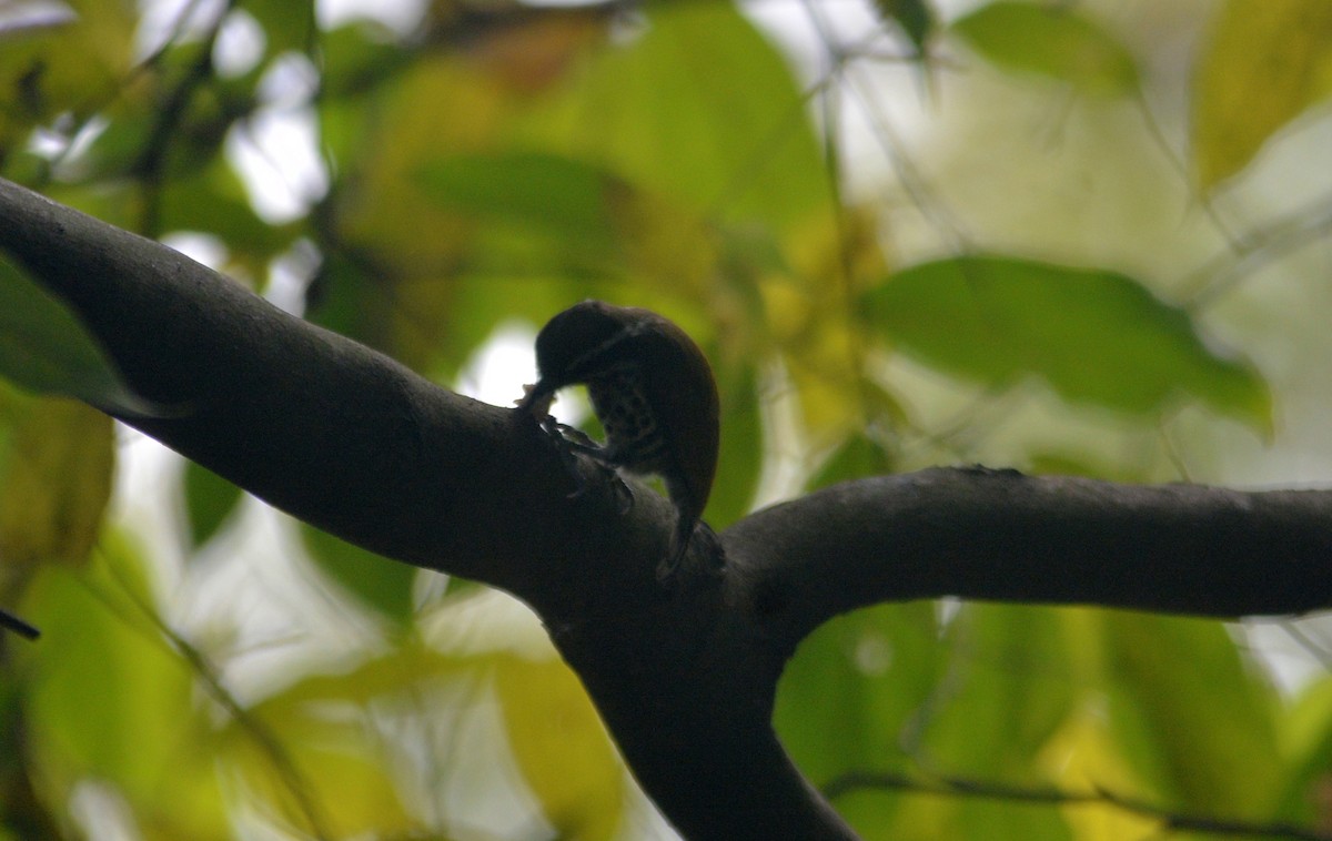 Speckled Piculet - ML616615903