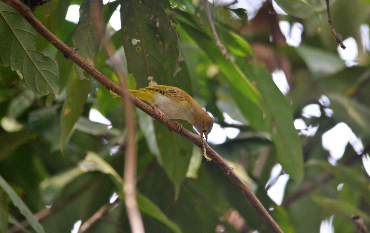 Yuhina Ventriblanca - ML616615906